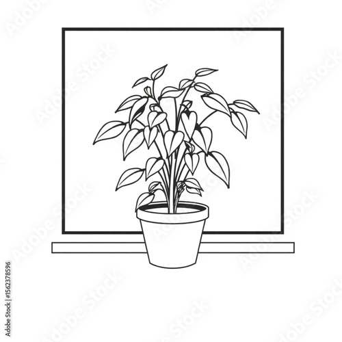 A potted chilli plant on a windowsill