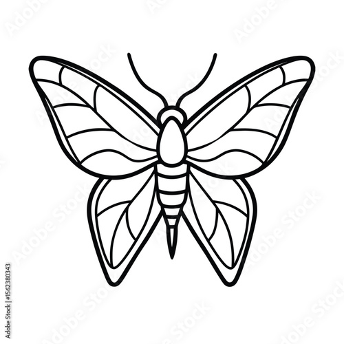 sphinx moth line vector illustration