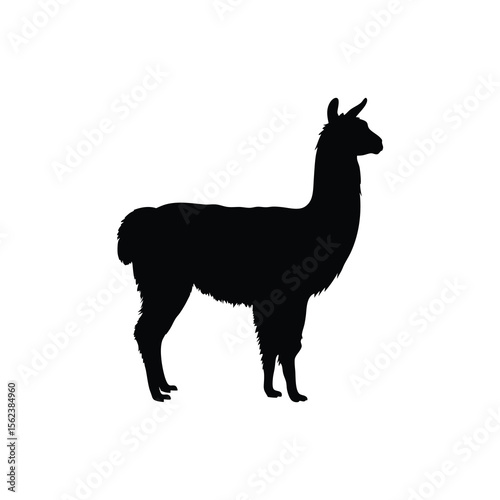 Black silhouette alpaca standing on white background Vector illustration