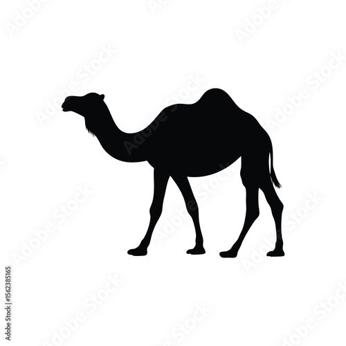 Black silhouette camel walking on white background Vector illustration