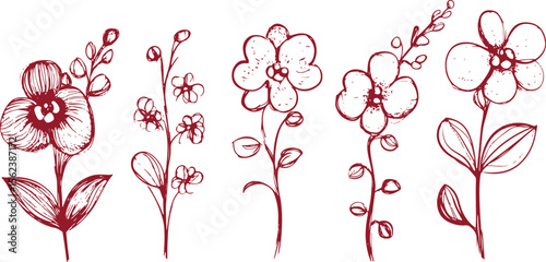 set of vector line art sketch drawings of orchid flower
