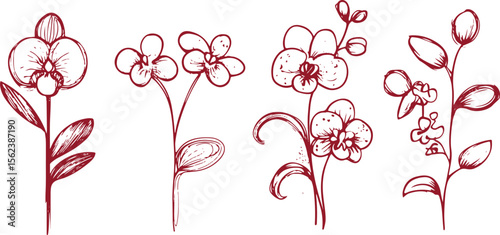 set of vector line art sketch drawings of orchid flower