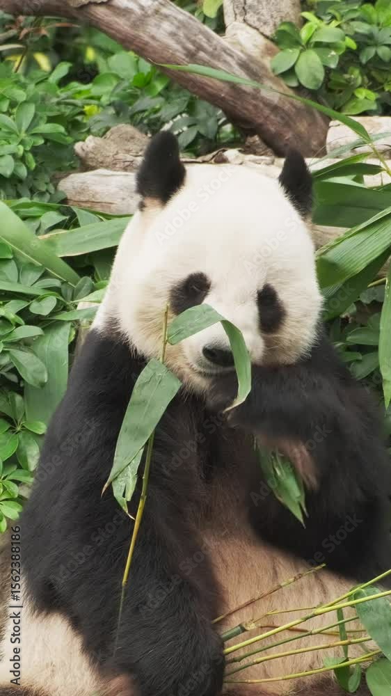 Cute giant panda bear eating bamboo close up. Vertical video Cute giant panda bear eating bamboo close up. Vertical video