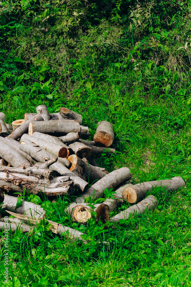 Fototapeta premium Pile of cut logs on green grass in a sunny outdoor setting during early afternoon hours