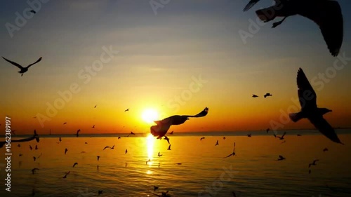 sunset on the beach, Flock of birds on the ground, flock of birds flying in the sky, flock of birds
