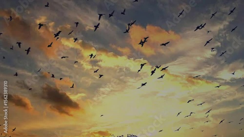 Flock of birds on the ground, flock of birds flying in the sky, flock of birds