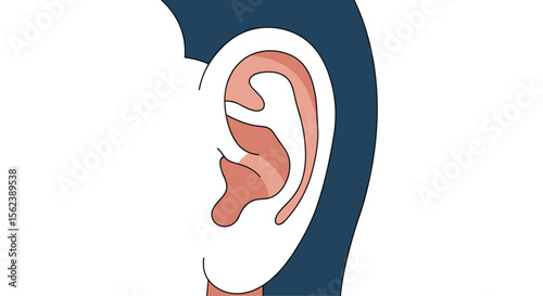 Anatomy and Function of the Human Ear Auditory System