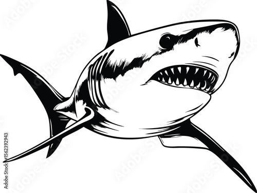shark cartoon isolated vector on white background
