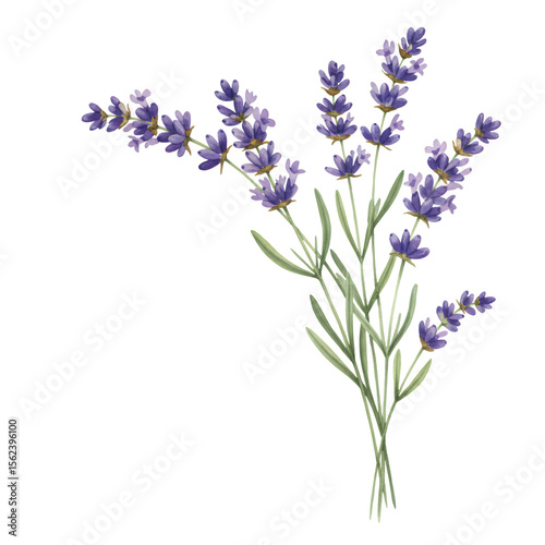 A bunch of lavender flowers with purple blossoms and green stems on a transparent background. The image is digitally illustrated and shows detailed flower structure.