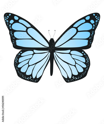 SCHMETTERLING, ISOLIERT, TRANSPARENTER HINTERGRUND