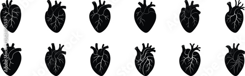 Anatomical heart silhouette vector icons medical biology organ illustration cardiology science graphic
