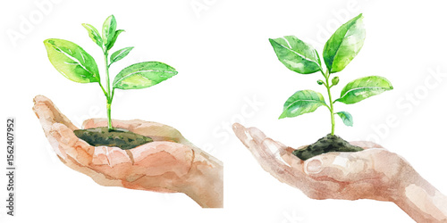 plant seed on hand watercolor vector illustration