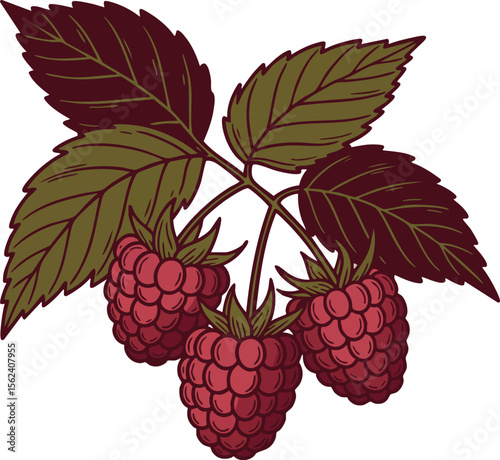Raspberry fruit with green and brown leaves vector illustration natural fresh berry design 