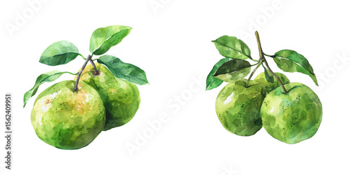 pomelos watercolor vector illustration