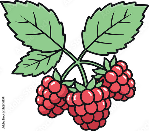 Raspberry branch with green leaves fresh ripe red berries vector illustration 
