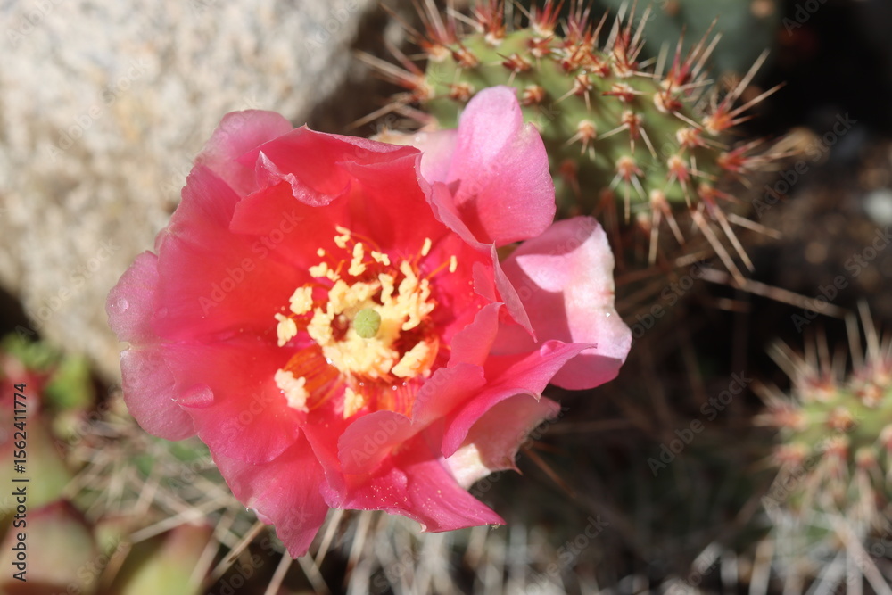 Opuntia cv. Rom hybryda kwiat łososioworóżowy Opuntia cv. Rom hybryda kwiat łososioworóżowy