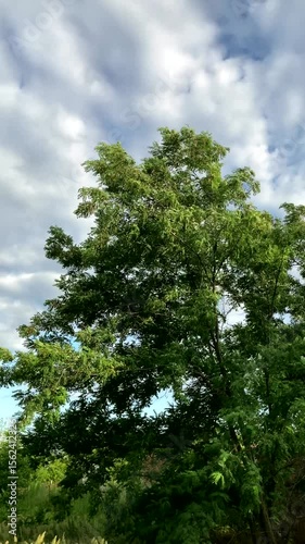 acacia. Green Acacia branches swaying in the wind against a cloudy sky