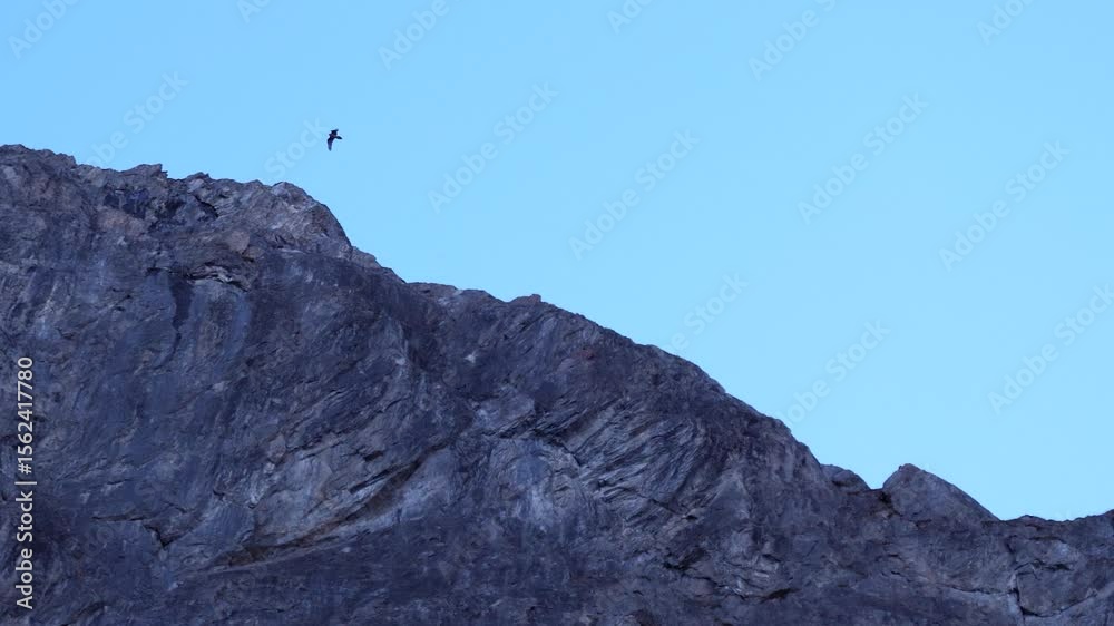 Vol d'un gypaète barbu (Val d'Isère)