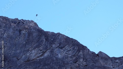 Vol d'un gypaète barbu (Val d'Isère)