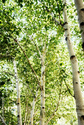 A Small Group Of Popular Elegant Silver Birch Trees
