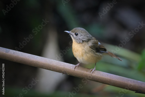 pale-chinned flycatcher_PAP8298.jpg