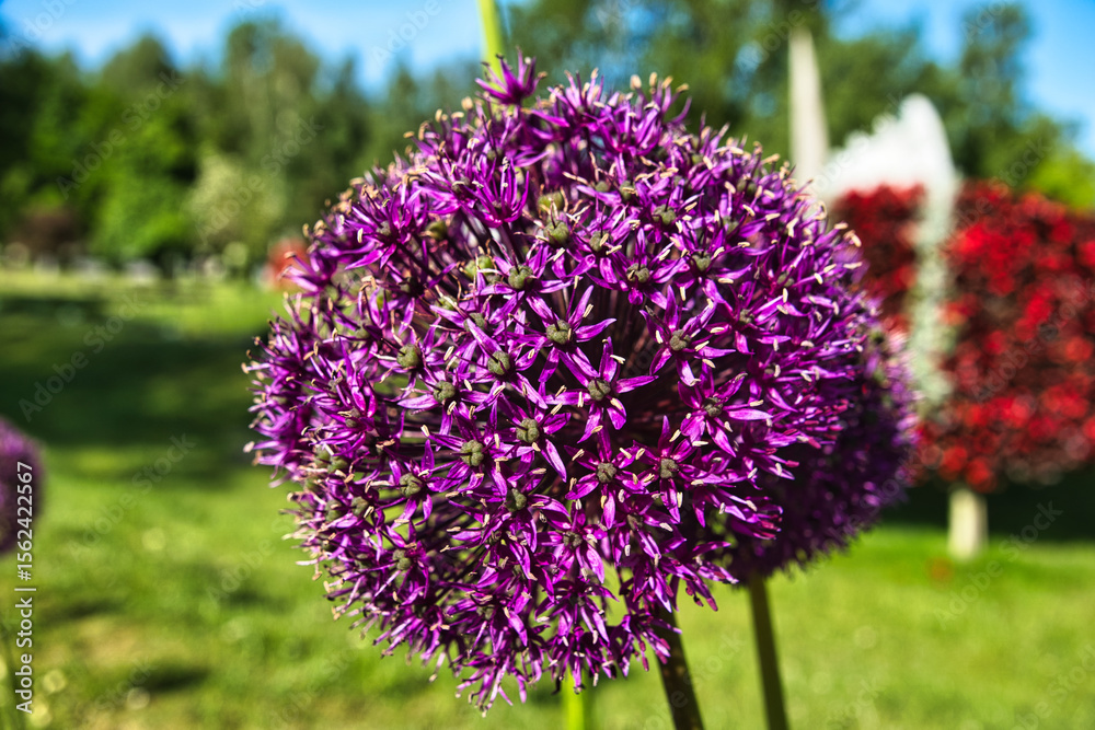 Obraz premium Vibrant Purple Allium Flower Blooming in Summer Garden