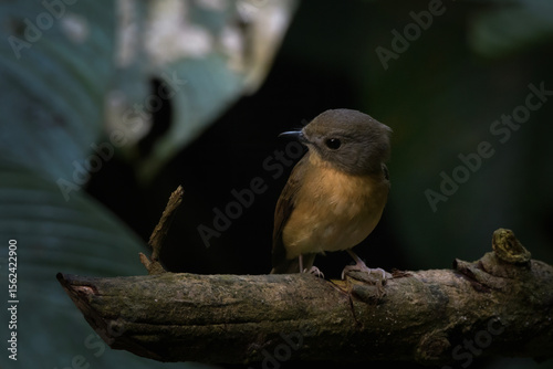 pale-chinned flycatcher or Cyornis poliogenys seen in Karimganj, Assam, India