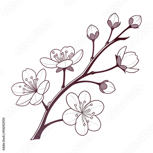 Pink cherry blossom branches with delicate floral petals illustrate the beauty of spring nature