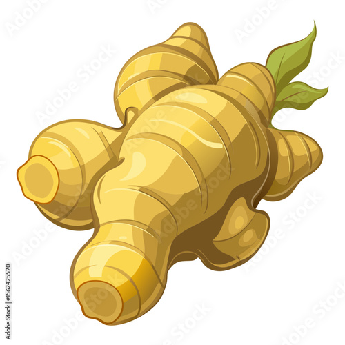 Raw ginger vector art illustration