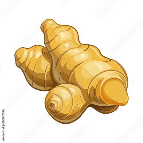 Raw ginger vector art illustration