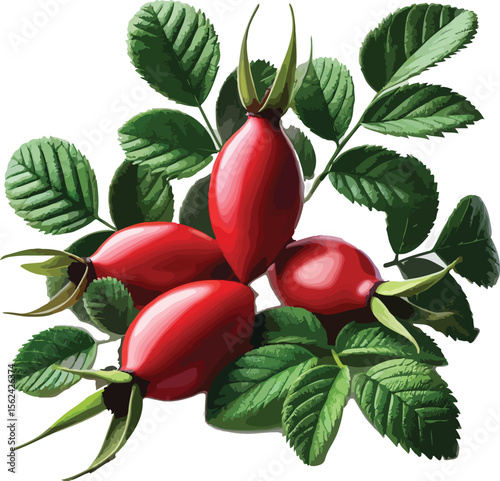 Vivid illustration of red rose hips surrounded by green leaves on white background