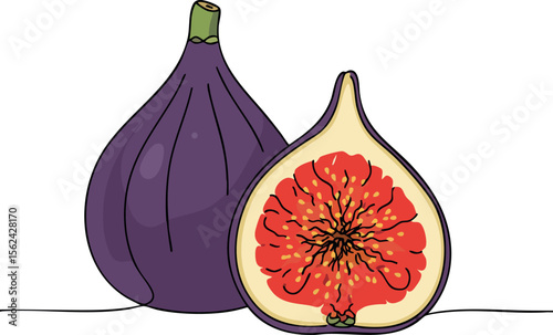 Fig fruit illustration with purple exterior and red interior detailed vector drawing 
