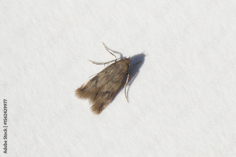 Obraz premium Small moth Borkhausenia, probably Borkhausenia nefrax. Subfamily Oecophorinae. Family Concealer moths (Oecophoridae). Isolated on a white paper. June, Netherlands