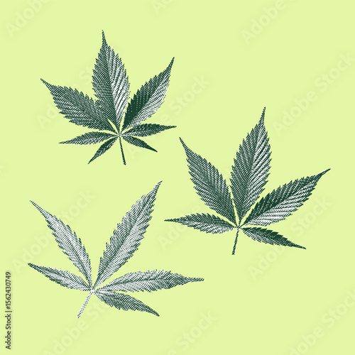 Cannabis, cannabis vector, cannabis illustration, line drawing on light green background.