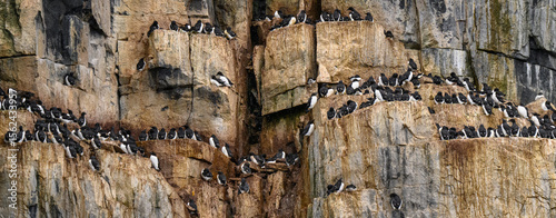 Brunnich guillemots (Uria Lomvia) nesting on the Alkefjellet cliffs in the Svalbard archipelago