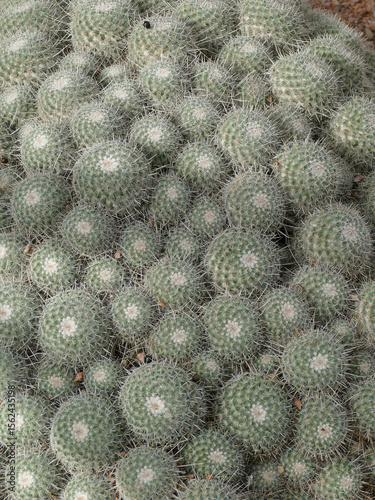 Close-up Mammillaria Polythele cacti forming textured green surface within Marrakech botanical garden landscape