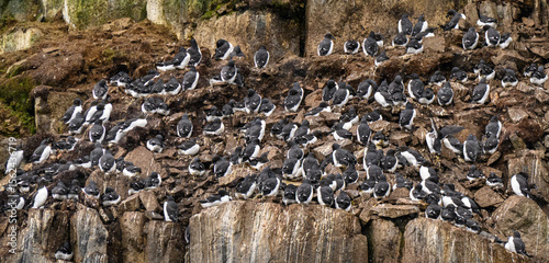 Brunnich guillemots (Uria Lomvia) nesting on the Alkefjellet cliffs in the Svalbard archipelago