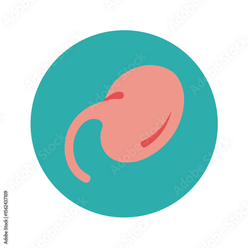 Spleen organ icon