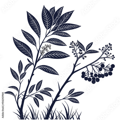 evergreen with leaves