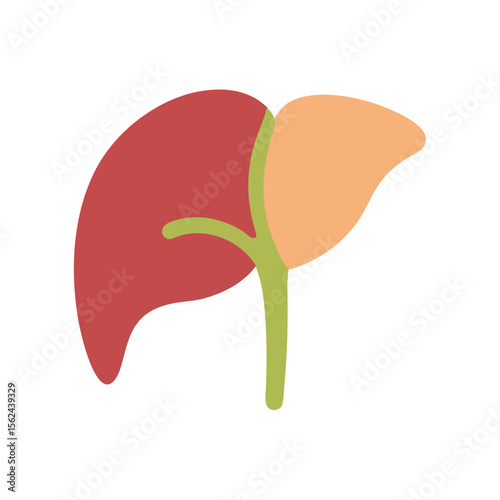 Human liver organ