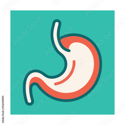 Stomach organ