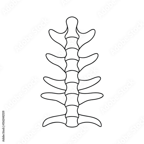 Vertebrae