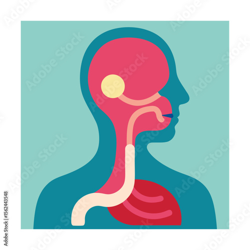 Human digestive