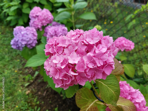 rosy hydrangea - pink hortensia - flowers bloom