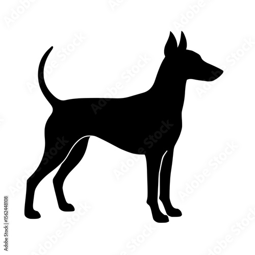 Elegant Silhouette of a Manchester Terrier with Pristine Contrast