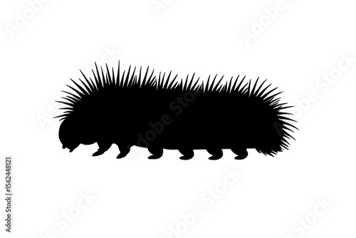 Colorful Woolly Bear Caterpillar with Spiky Fuzzy Hair on White Background
