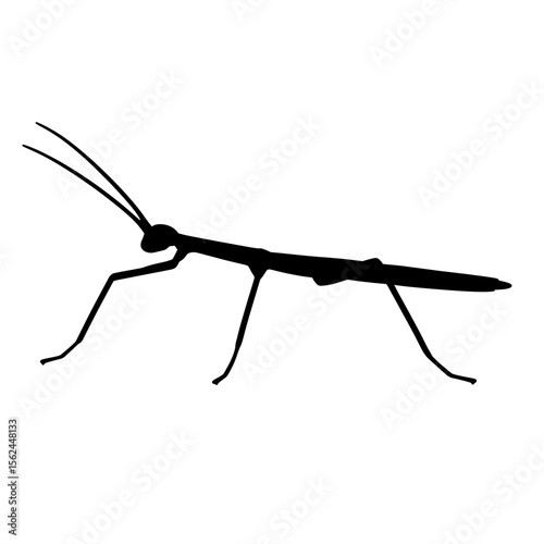 Elegant Stick Insect Silhouette with Leafy Camouflage and Delicate Antennae