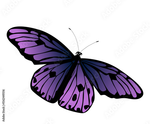 bunter Schmetterling, transparenter Hintergrund, Vektor