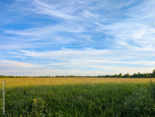 Fototapeta Naklejka Na Ścianę i Meble -  Green field and blue sky