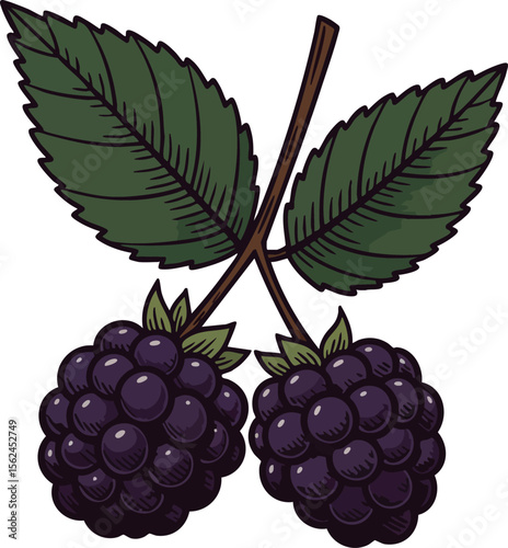 Blackberry fruit with green leaves detailed vector illustration natural organic berry food image 